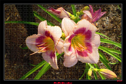 Twin Pink Lilies at Sunset